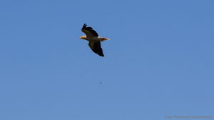 The Egyptian Vulture