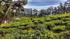 Tea gardens shillong-Trip to Northeast- The Punjabi Wanderer