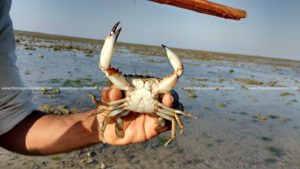 Crab- The Punjabi Wanderer - Gujarat Roadtrip